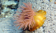 Corallimorphus / Sea Anemone: These beautiful marine animals with wavy tentacles, resemble underwater flowers.: Fish, snails or crabs that blunder into these waving fronds are soon paralysed by the stinging tentacles, engulfed by the central mouth and digested. Photograph courtesy of USFWS